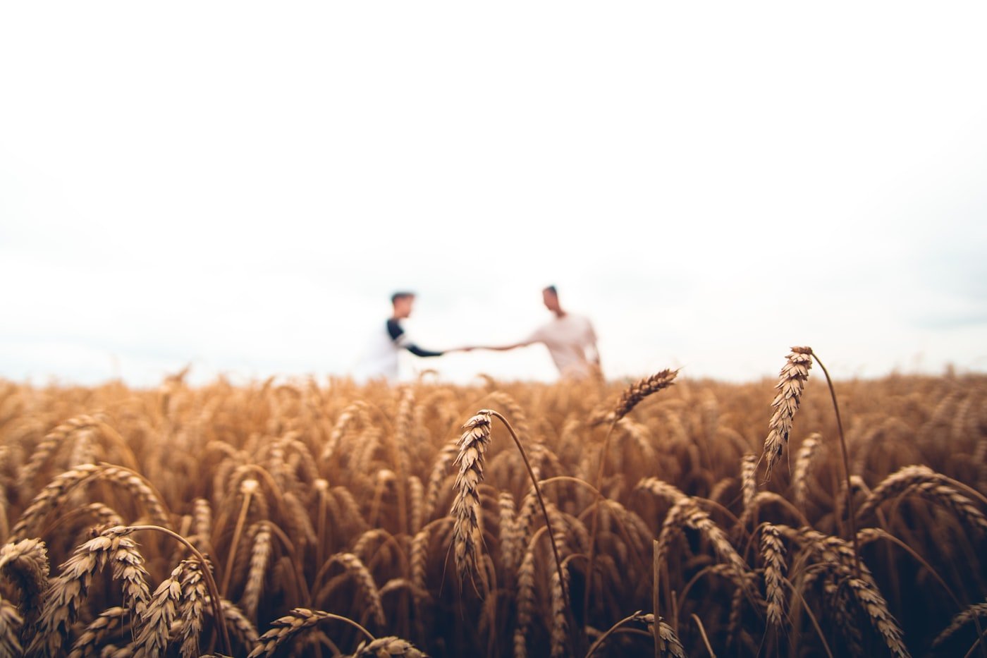 Productor agropecuario supervisando sus cultivos en el campo