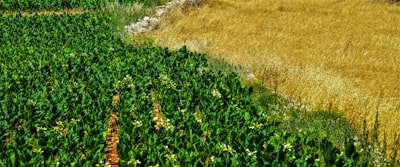 Productor agropecuario interesado en protección de datos